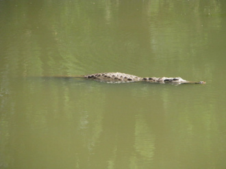 02 La Mare Des Caimans Sacres D Amani
